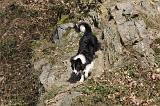 BORDER COLLIE 848